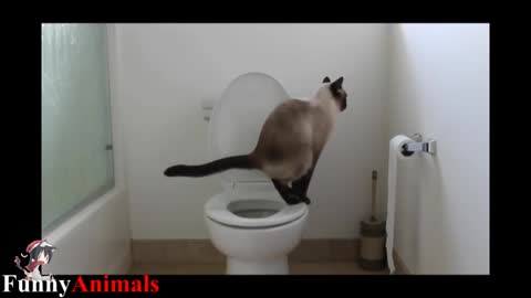 Cat funny video