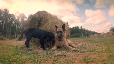 Two farm dogs play with sticks and straw