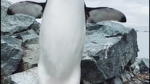 Penguin defies gravity?