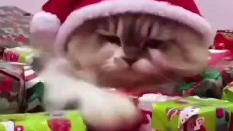 Christmas cats