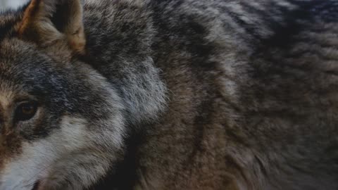 Gray wolf tounge licking