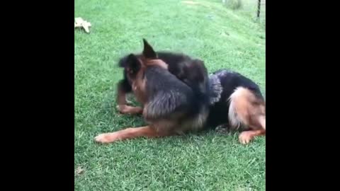 German Shepherds being German shepherds