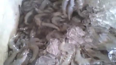 Fresh farmed shrimp on sale, the seller takes the shrimp off the ice [Nature & Animals]