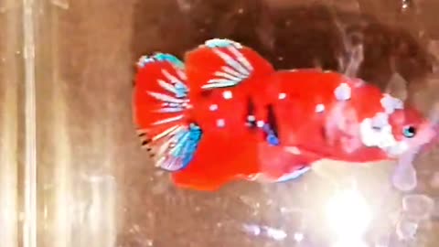 Plakat Betta fish 😀😀 watch new videos by #GBM FISH CARE #Rumble shorts videos