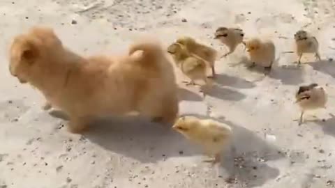 Cute Dog And Chick Friendship