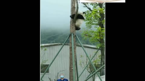 A bear climbing a tree. Very cool video