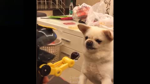 Funny and adorable pets - Try not to laugh 😂😂