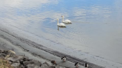 Two swans and some ducks on a large river / very beautiful waterfowl in the water and on the bank.