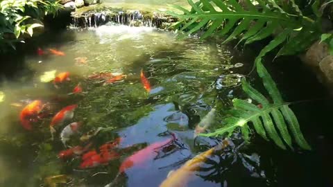 Koi Fish Swimming O A Man Made Fish Pond