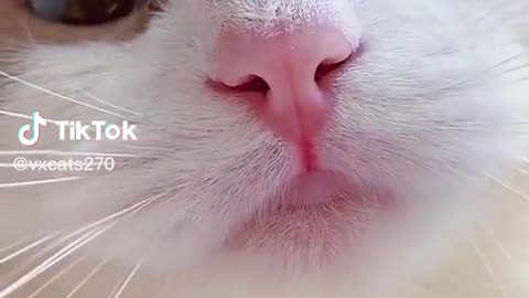 Beautiful Cat 🐈#cat #foryourpage #catwalk #catsoftiktok #catsvideo #foryoupage