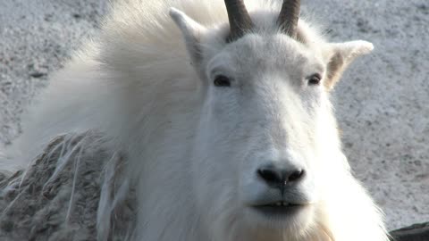 Rocky Mountain Goat