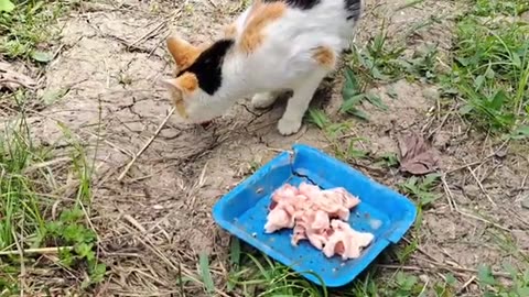 Baby kittens are fighting 🥰 Mother cat eats food.