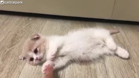 This Munchkin kittens Will Melt Yourur Heart ❤️with cuteness