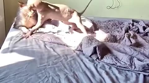 Funny Cats and Dogs