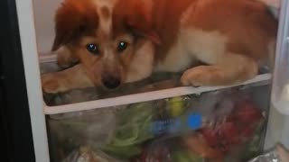 Happy Puppy Likes the Coolness of the Fridge