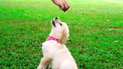 A Puppy learn praying gesture on the Grass in Video