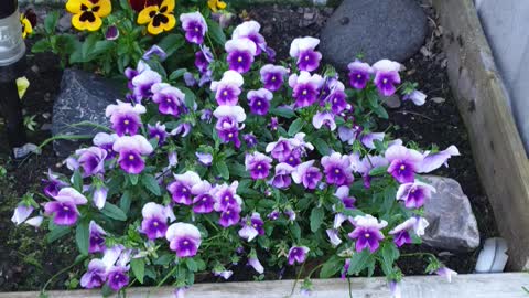 Flowers in garden