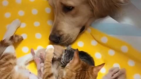 Golden Retriever Patiently Watching Newborn Kittens