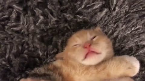 Funny baby animals yawning