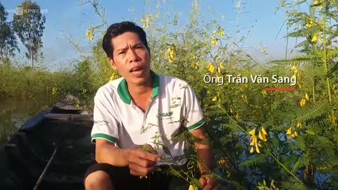 Hái bông điên điển mùa nước nổi trong đêm