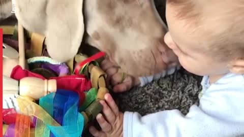 Lovely Dogs with Human Babies