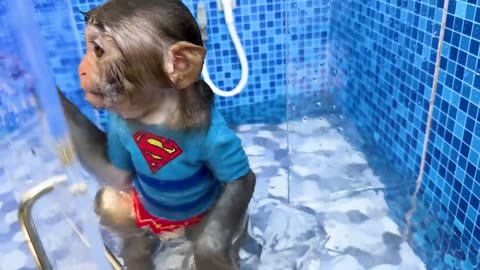 Monkey Baby Bon Bon forgot to turn off the water in the toilet and eat with duckling at the pool