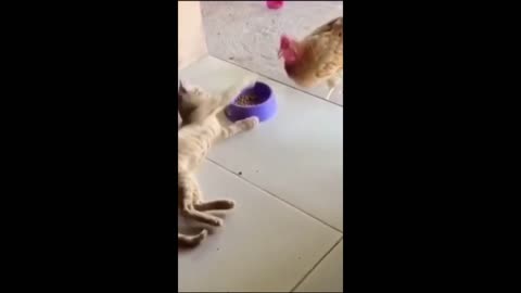 Funny video | amazing cat | cat lovers | kids