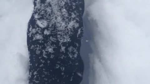 Black puppy running through snow towards owner