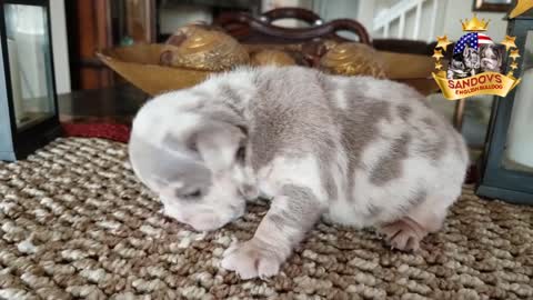 RARE ENGLISH BULLDOG PUPPIES