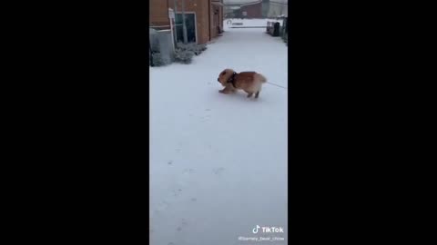 Cute Dog Running In The Snow - Tiktok Dogs (Funny Animals #367)