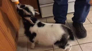 Bottle feeding baby goat!