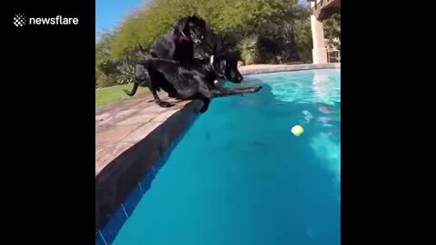 Dog falls into water after desperately trying to retrieve tennis ball from pool