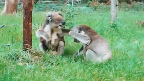 two cute koalas playing in the jungle