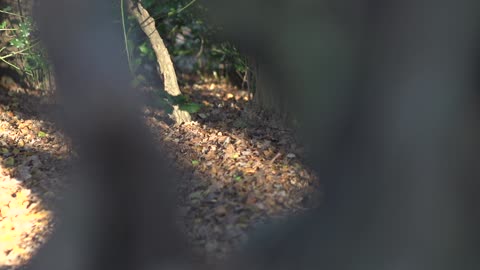 shadow walk forest floor raw 1