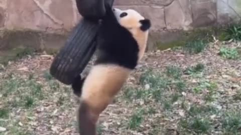 Beautiful panda playing with tire