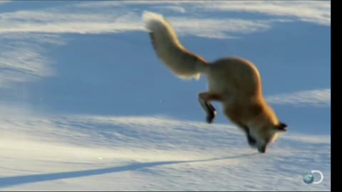 Tiny Penguin Makes a Deadly Dash