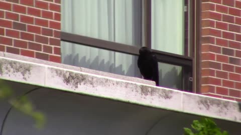 Birds Of Newfoundland-American Crow-Corvus brachyrhynchos