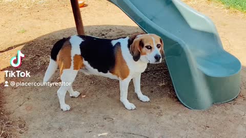 Beagle Water balloon fight