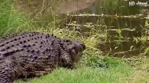 Big battle Crocodile vs Leopard, Elephant - Brave Elephant Helps Zebra Calf Escape From The Lions