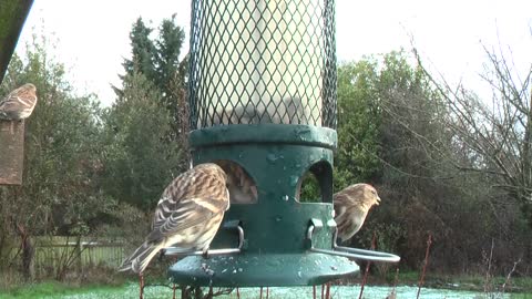 Garden Birds