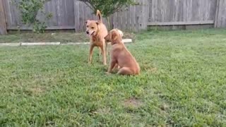 Sweet puppy kiss doesn't go quite as planned.