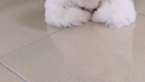 Shih tzu puppy feeling tired