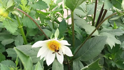 The bee flies and eats the honey of the flower.