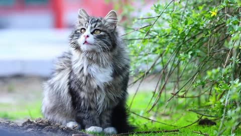 A beautiful cat lay in the grass