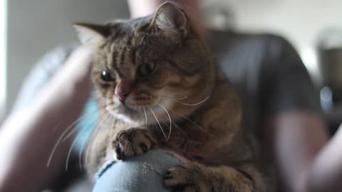 Holding the cat of the owner Datang