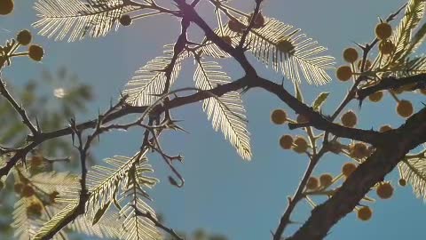 Tree with yellow flowers