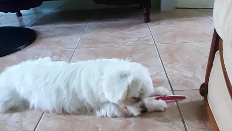 Dog brushing teeth