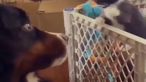 The punching kitten and the innocent-looking dog