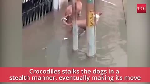 Vadodara rains: When a crocodile almost made a meal of dogs