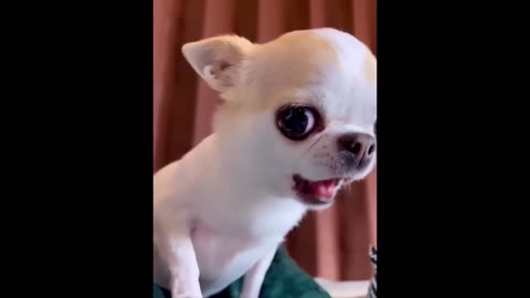 New Funny Animals-Funniest Cats and Dogs Videos!